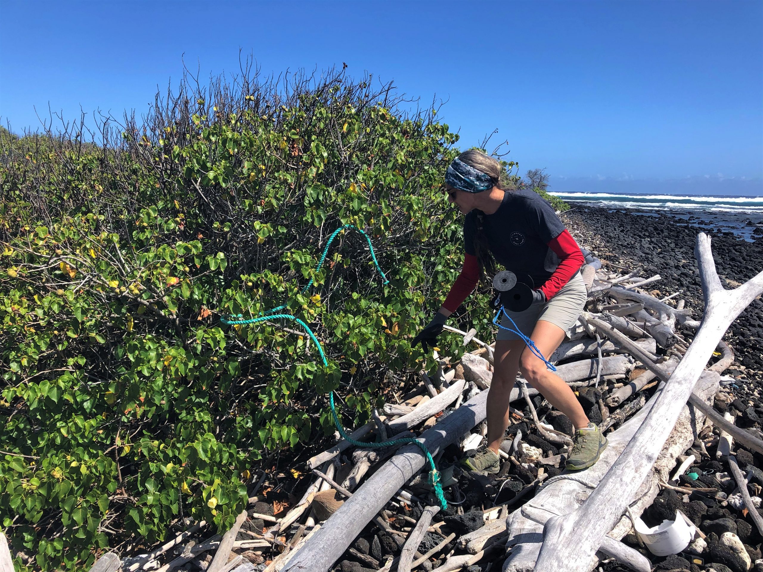 Mattie Mae pulling a rope that had washed ashore and was tangled in the plants. 