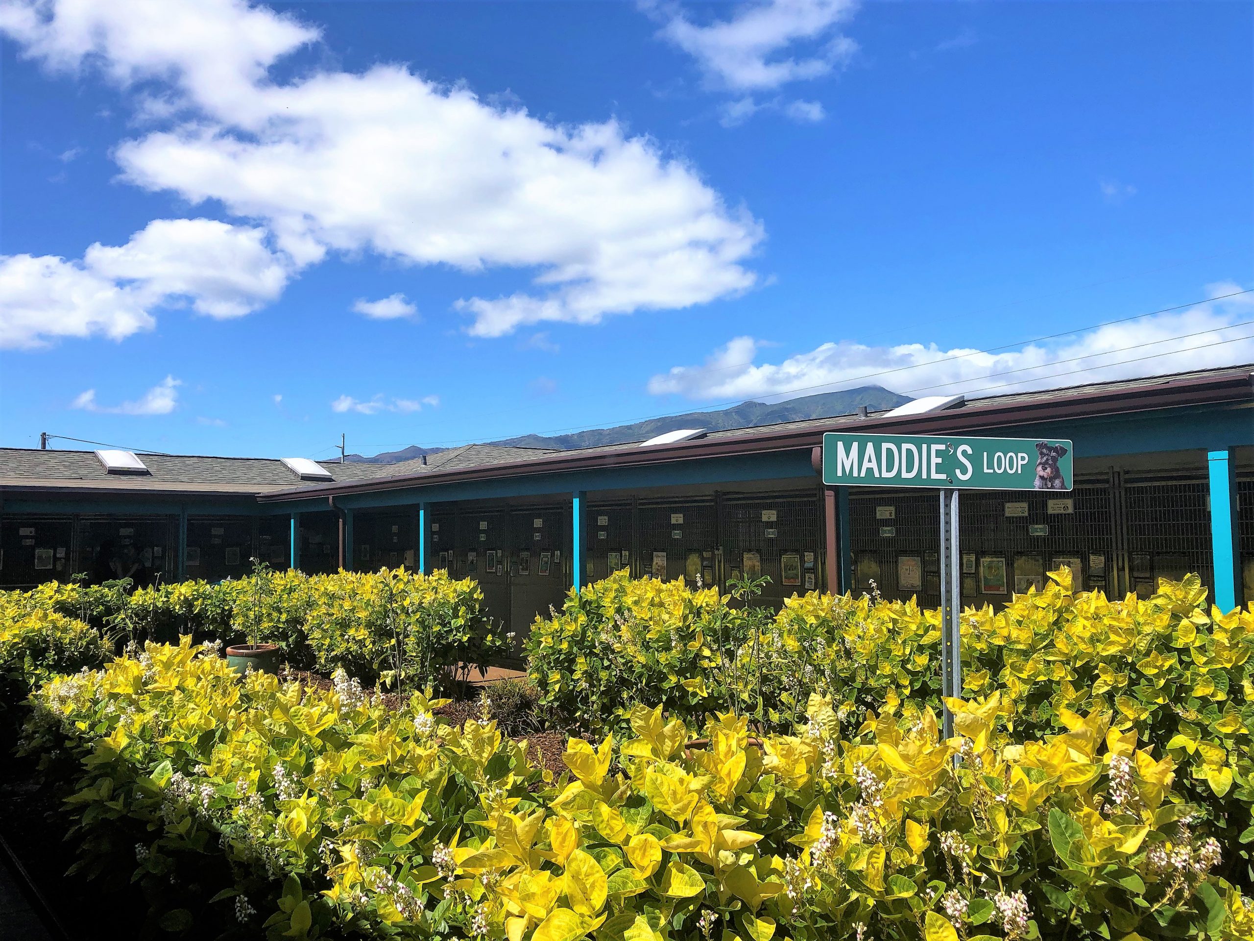Maui Humane Society Beach Buddies Program, Volunteer on Vacation Maui