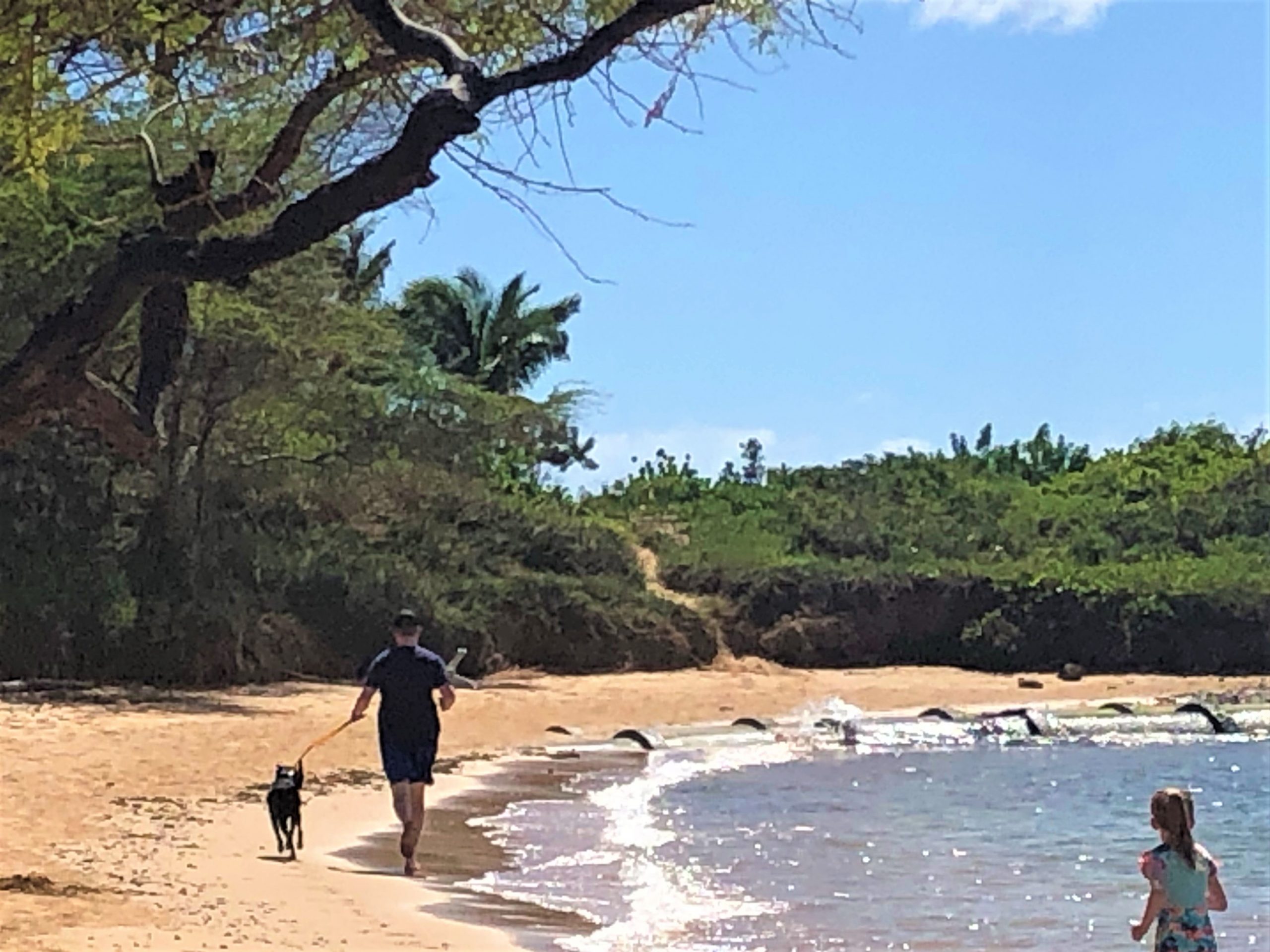 Maui Humane Society Beach Buddies Program, Volunteer on Vacation Maui