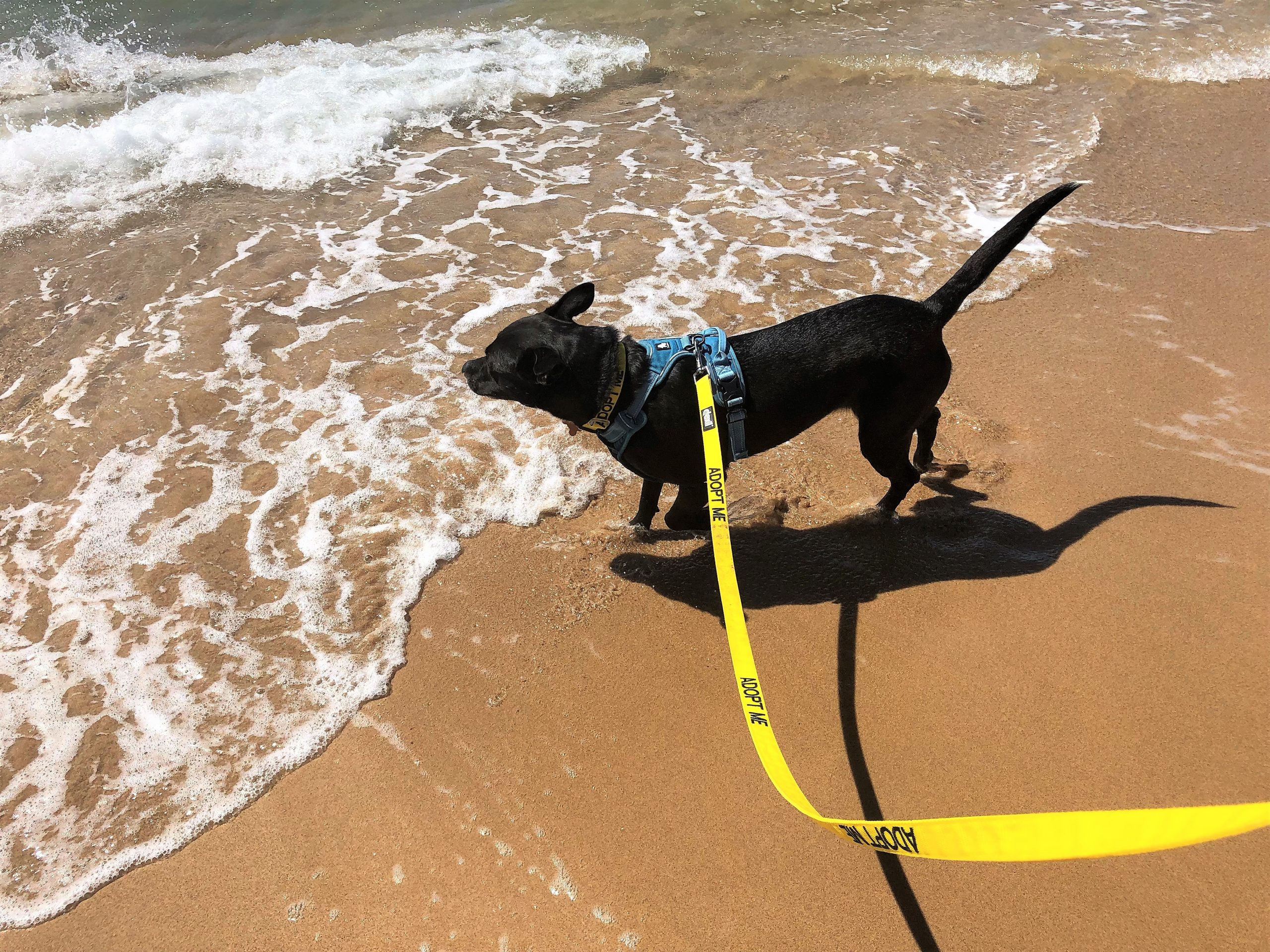 Maui Humane Society Beach Buddies Program, Volunteer on Vacation Maui