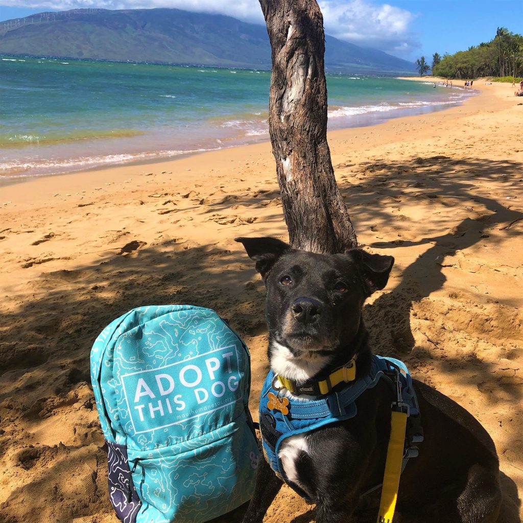 Local shelter dog enjoying her "Dog Day Out"