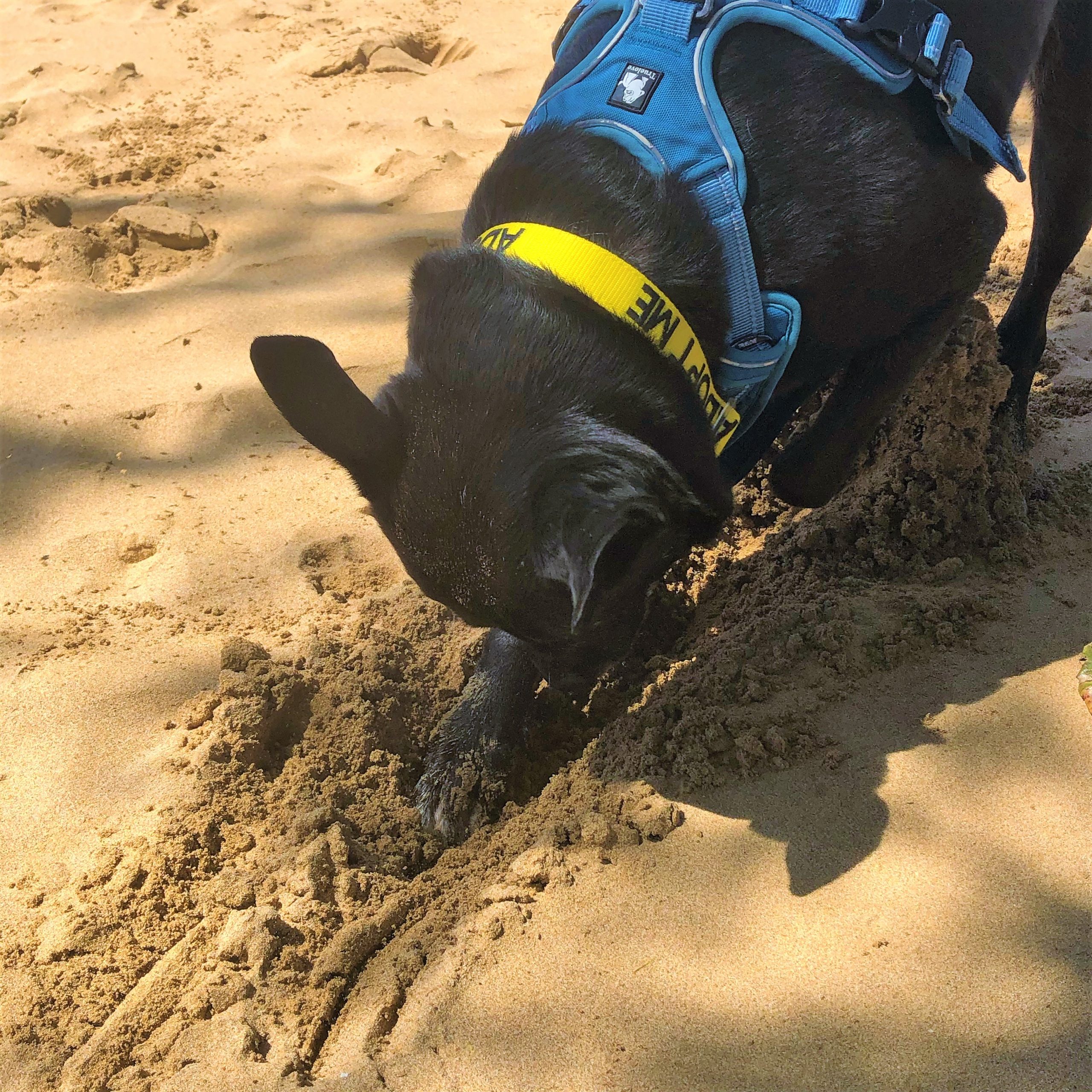 Maui Humane Society Beach Buddies Program, Volunteer on Vacation Maui