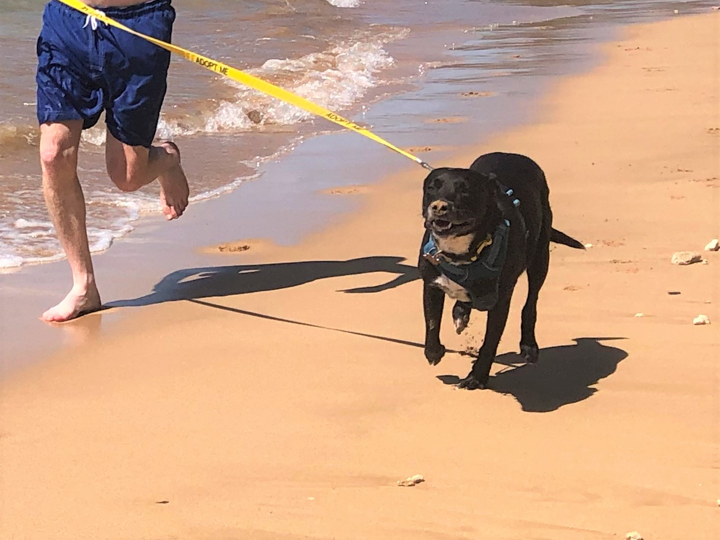 Maui Humane Society Beach Buddies Program, Volunteer on Vacation Maui