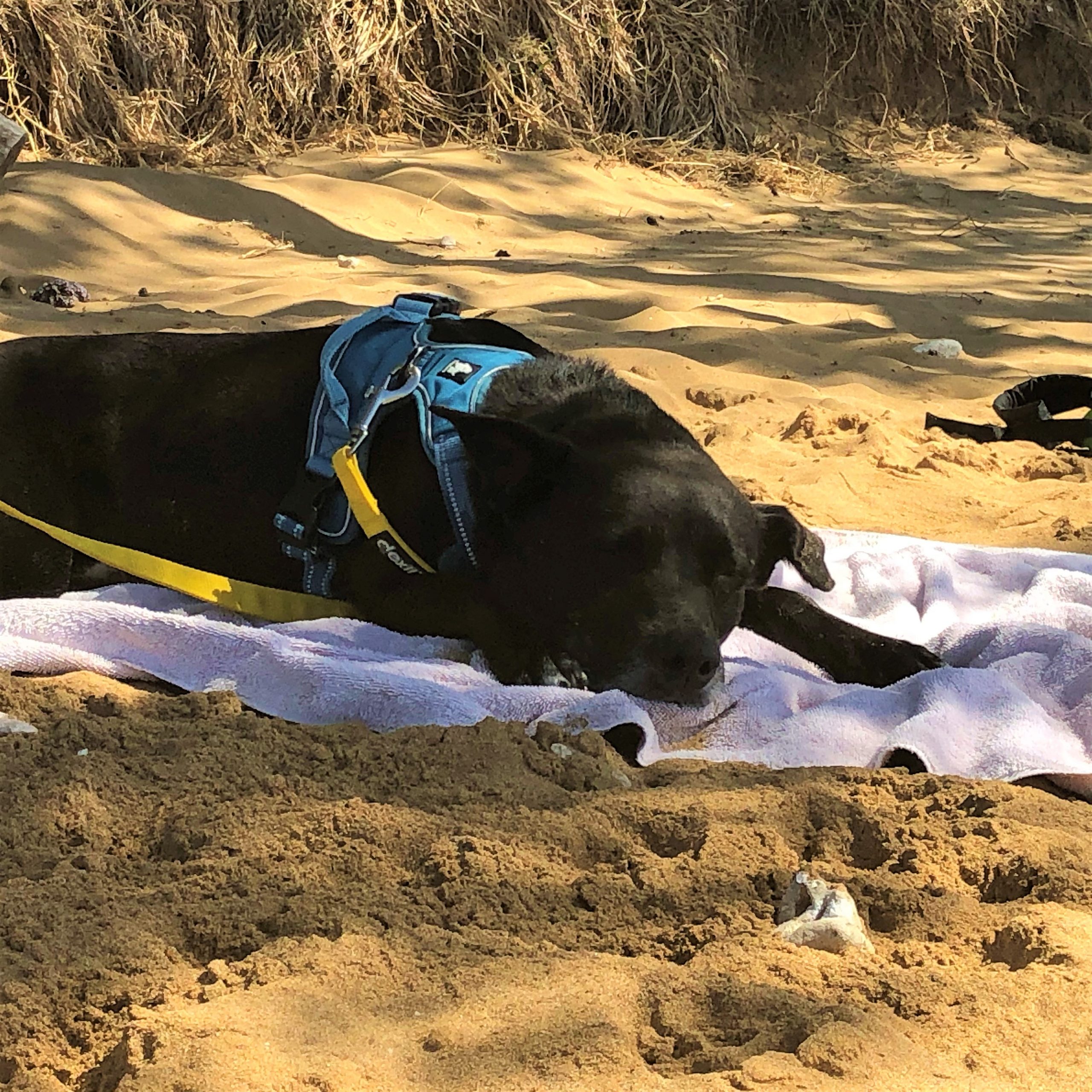 Maui Humane Society Beach Buddies Program, Volunteer on Vacation Maui