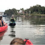 Kayakers following the bubble trail from a manatee swimming under the water. 