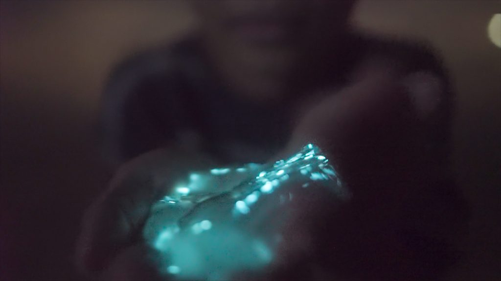 Bioluminescent Jellyfish - Photo Courtesy - A Day Away Kayak Tour