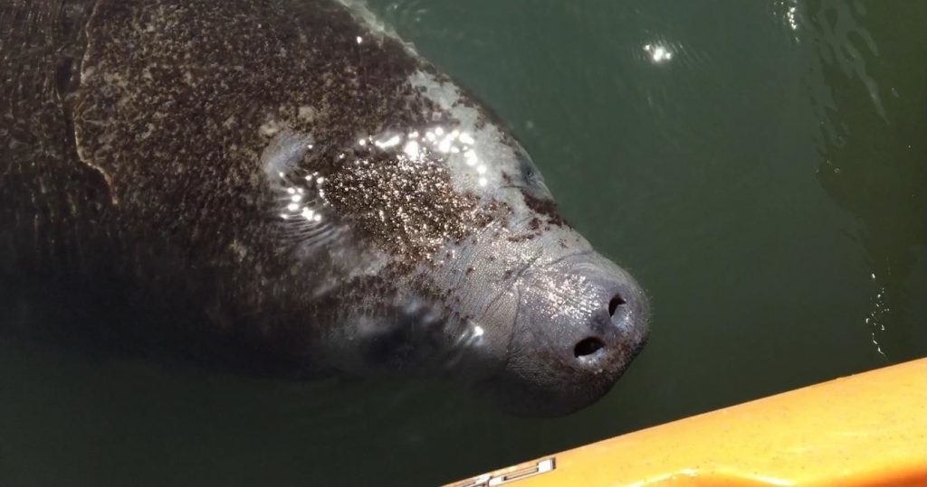 Florida Manatee - Photo Courtesy - A Day Away Kayak Tour 