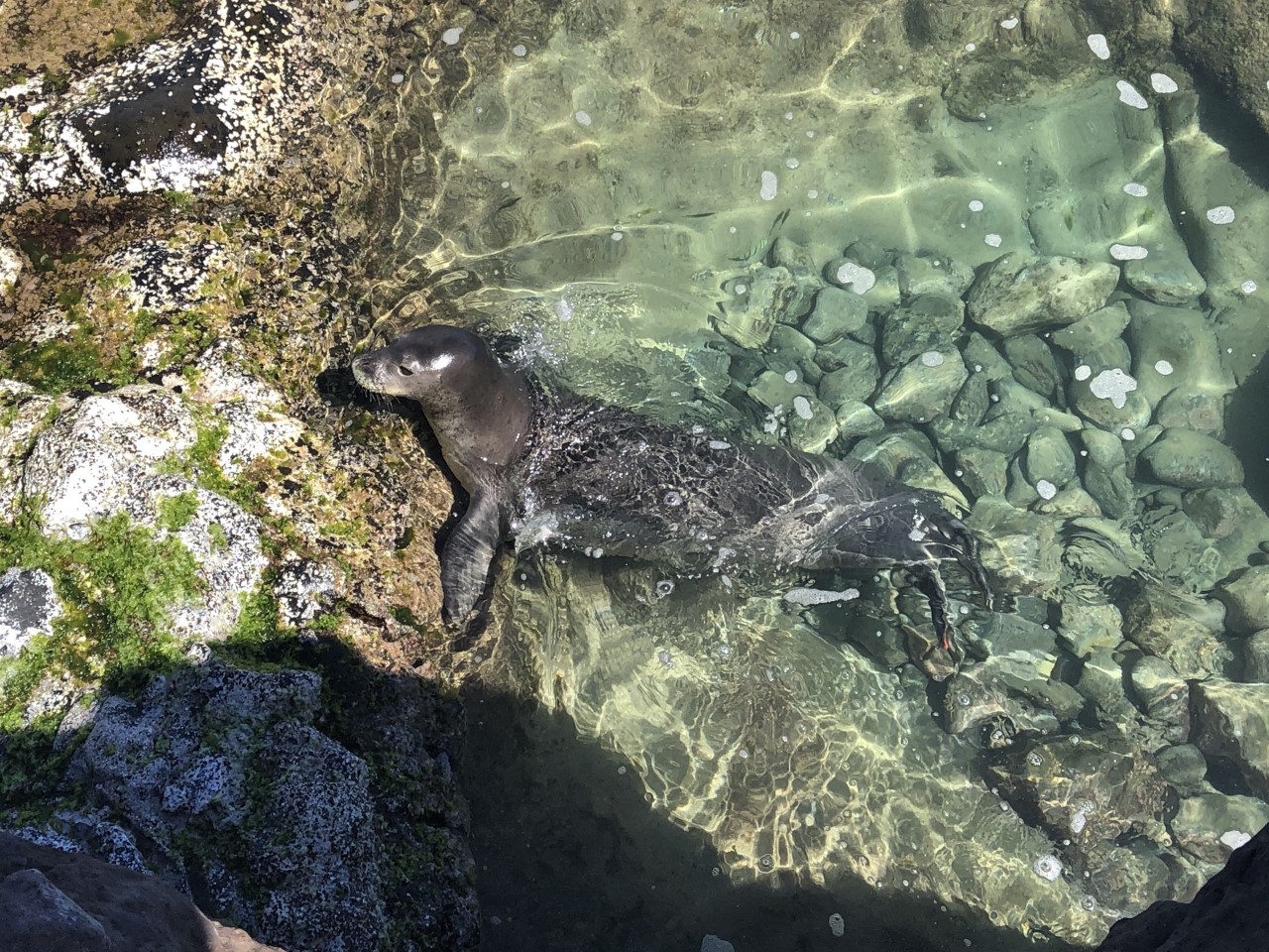 Endangered Hawaiian Monk Seal, off the coast of Maui. 