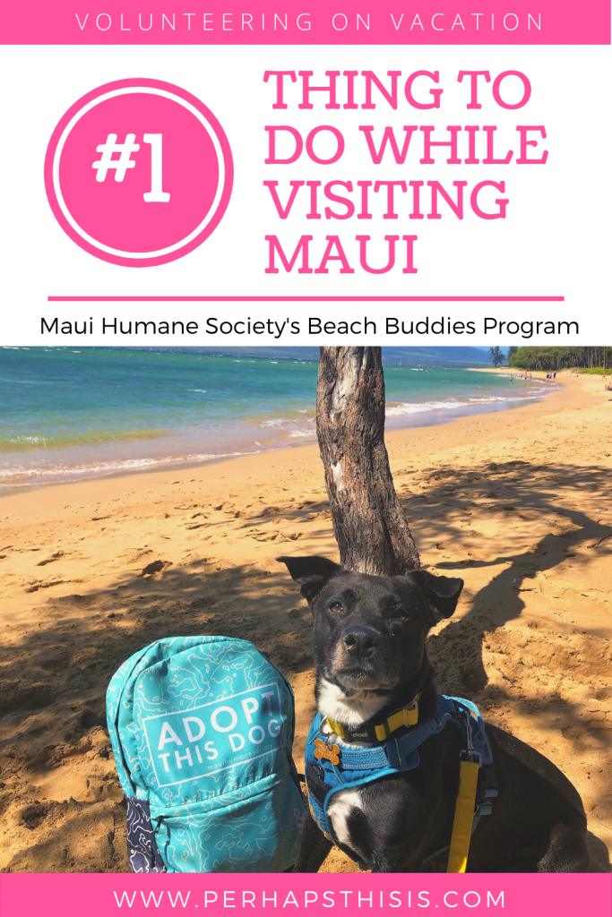 Are you looking for things to do while visiting Maui? Do you love volunteering on vacation? If you answered yes to either of those questions, then you need to check out the Maui Humane Society Beach Buddies Program. Join us, and our Beach Buddy, Lulu, as we ventured out for the afternoon to enjoy some sunshine and exercise. Make sure you book in advance because spaces fill up quickly.
