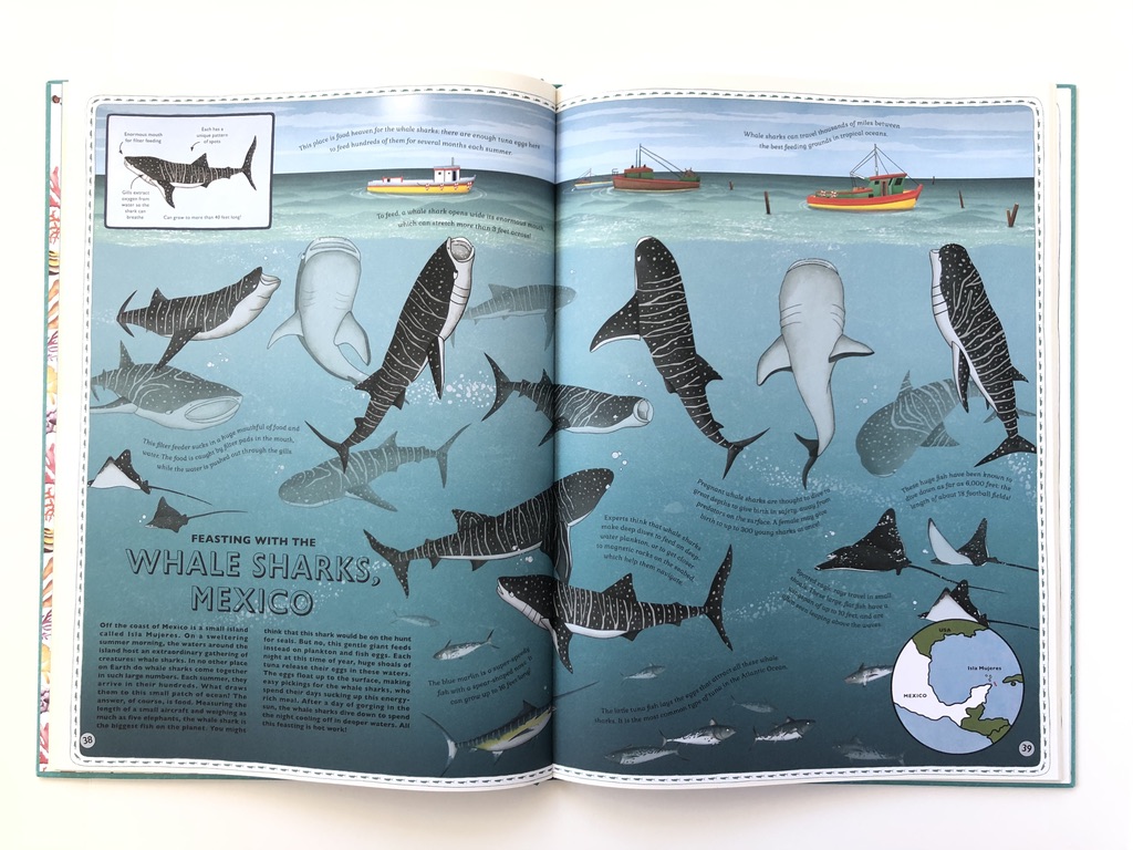 Whale Shark images from inside Atlas of Ocean Adventure