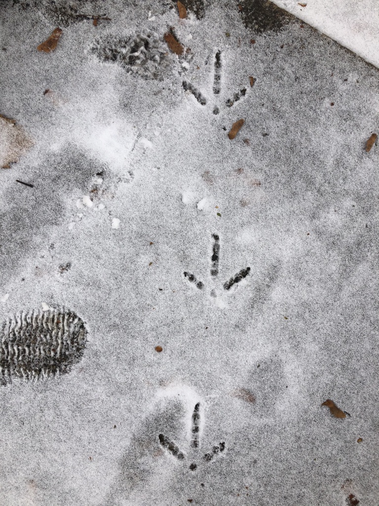 Turkey Tracks In The Snow