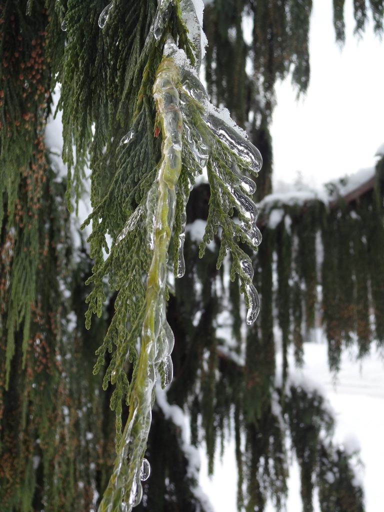 Layer of ice frozen on a pine tree.
