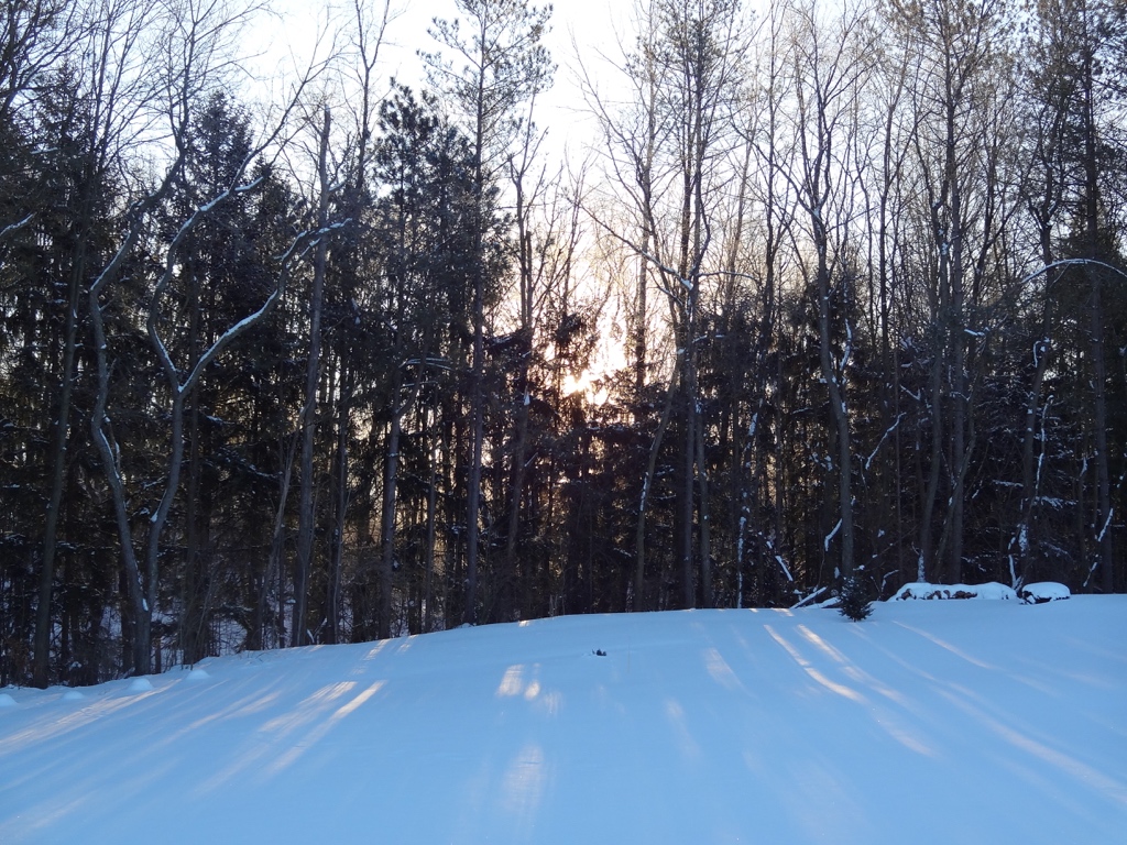 Sun rising through the trees on a winter morning.