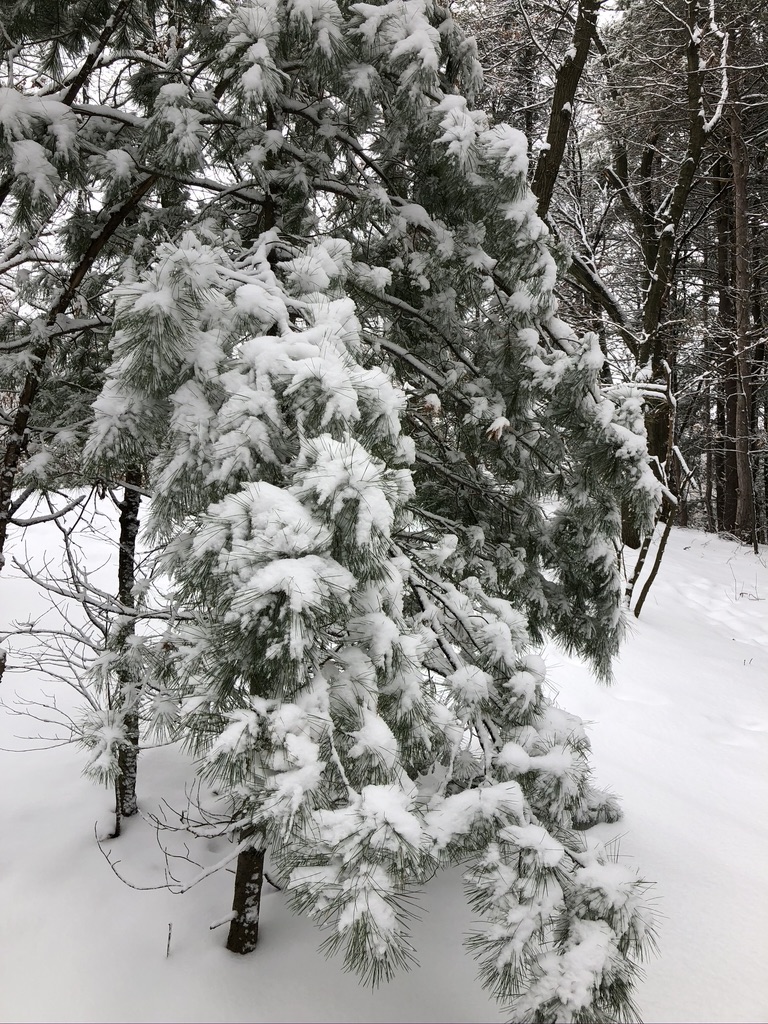 Snow on a pine tree branch