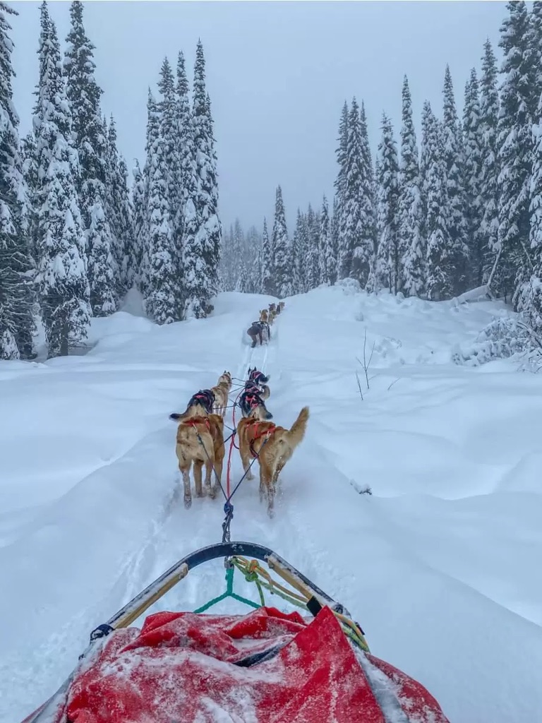 Fun things to do in the snow: Dog sled ride courtesy of www.karpiakcaravan.com