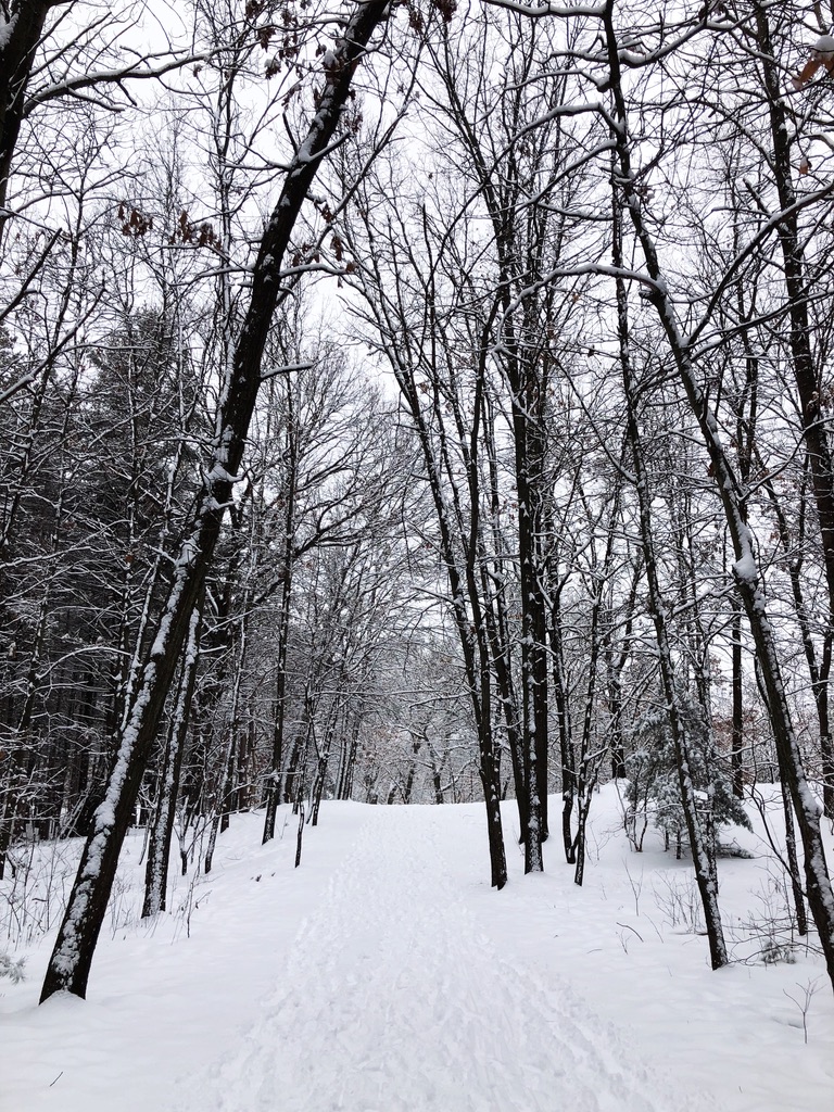 Fun things to do in the snow: A walk through the woods after a fresh snow fall.