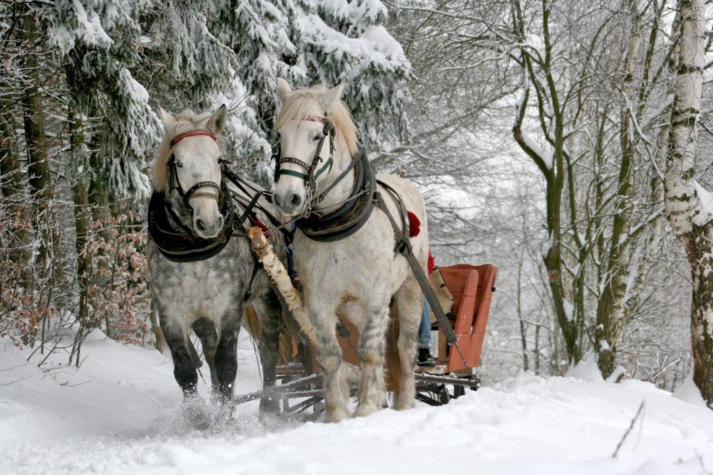 Fun things to do in the snow: Horse drawn sleigh ride through the snow. 