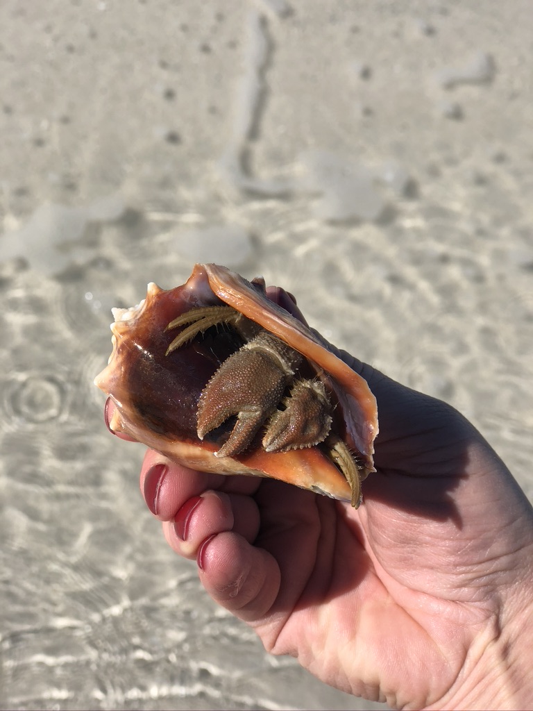 Sea creature we found on Passage Key