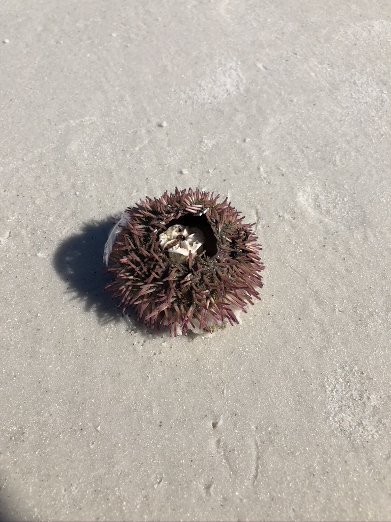 Sea Urchin on Passage Key - Best Boat Rental on Anna Maria Island