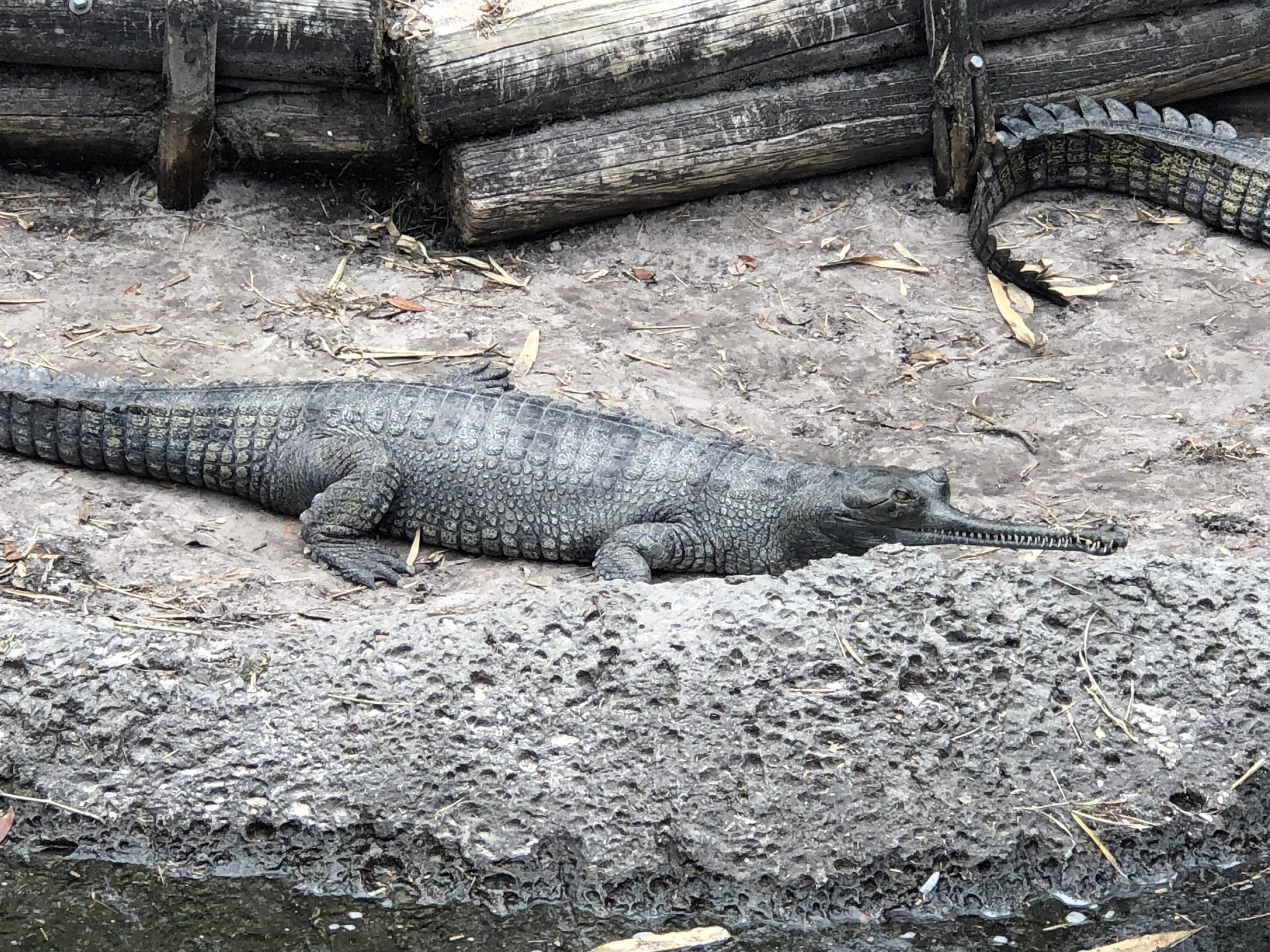 Gharial Crocodile