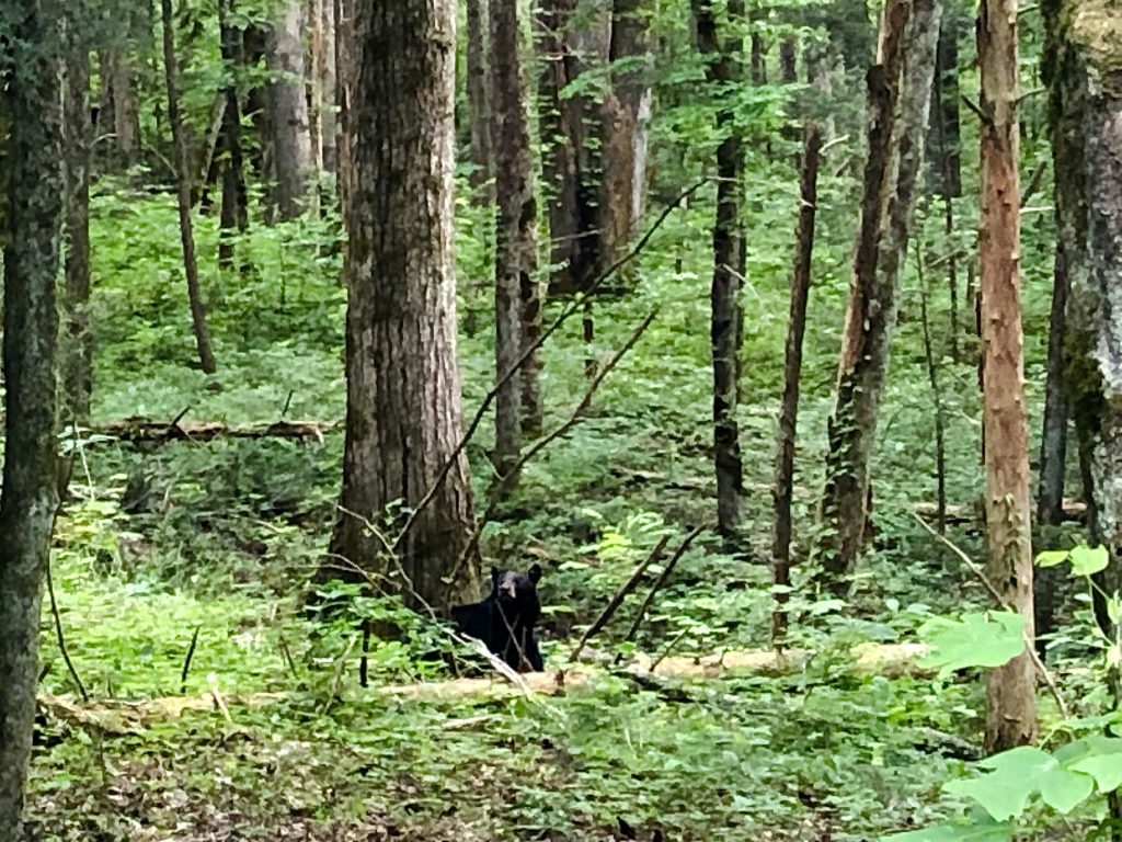 Black Bear Great Smoky Mountains National Park