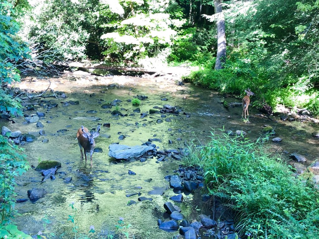 Elk in a stream near Cades Cove