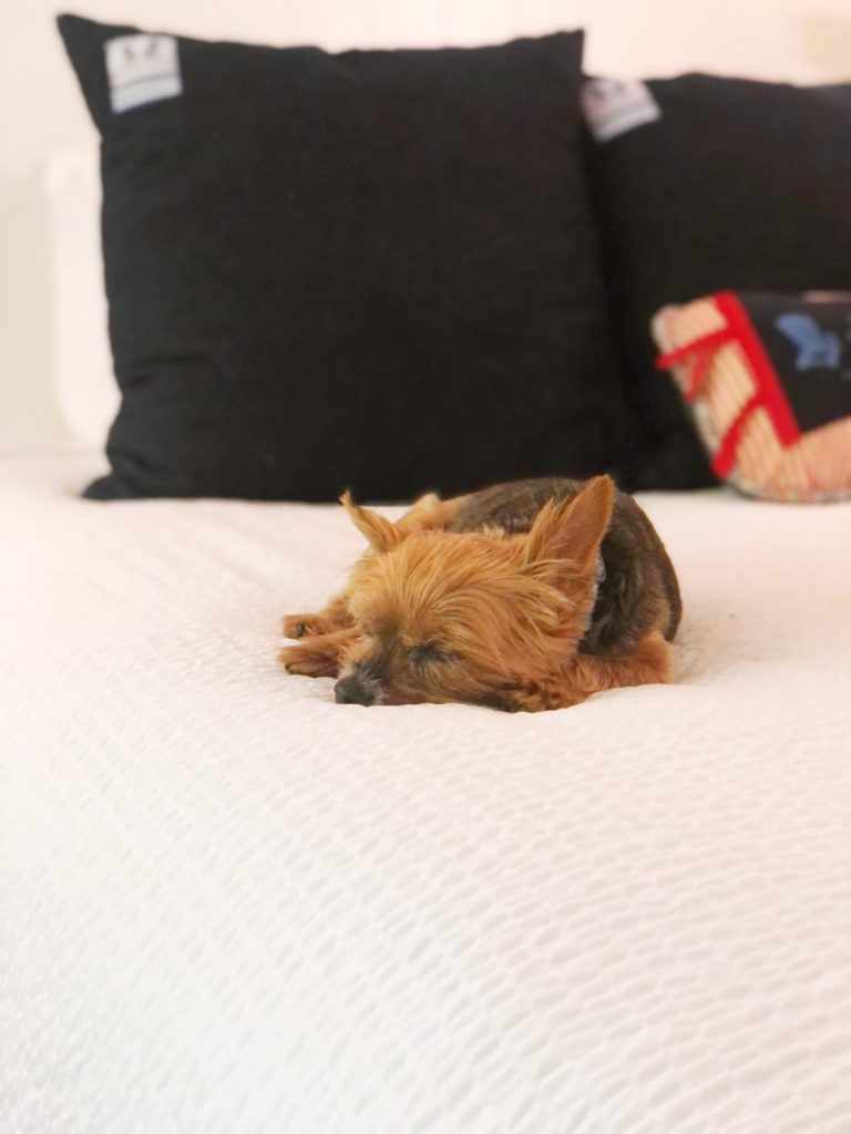 A dog asleep on the bed after a long day of exploring Mackinac Island.