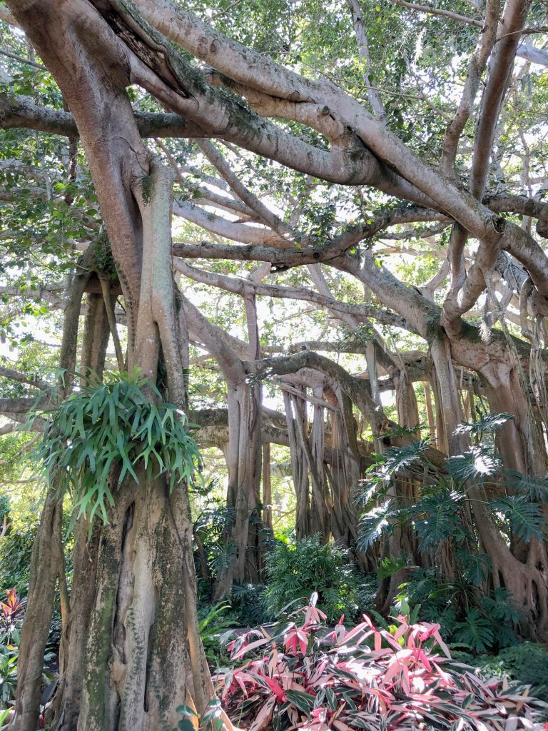 Cypress Gardens LEGOLAND Banyan Tree