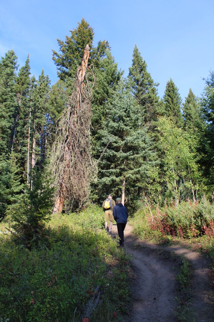 Hiking Trout Lake Trail Yellowstone National Park