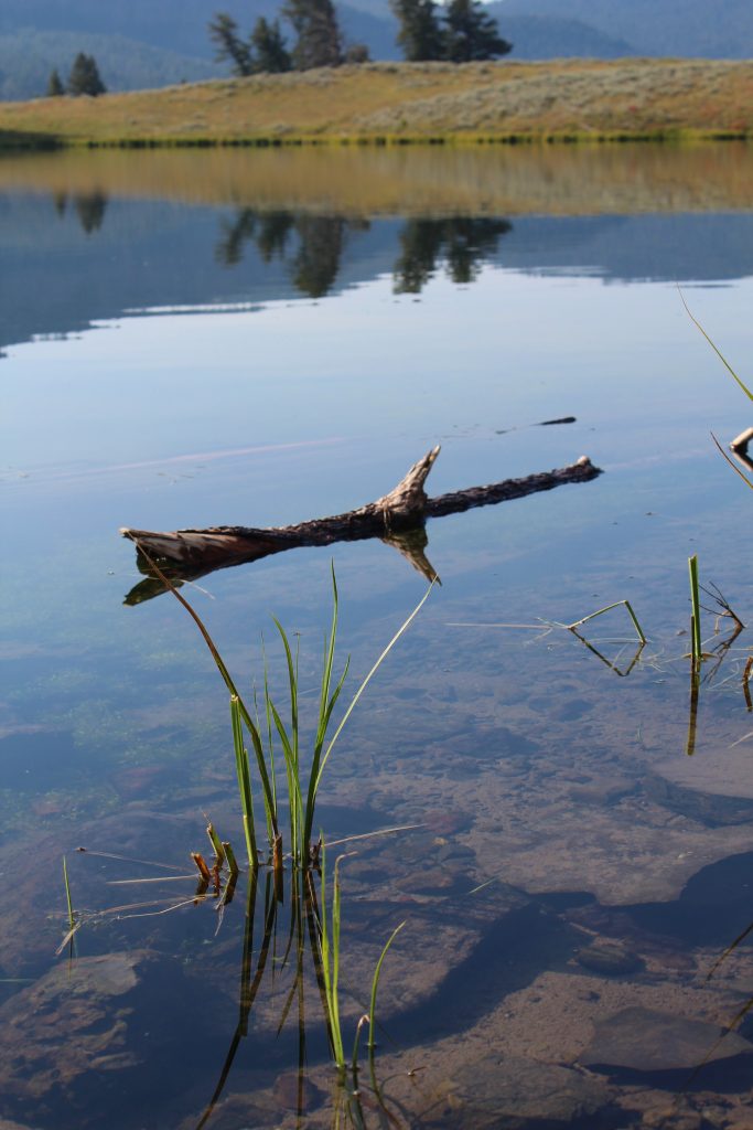 Crystal Clear Water Trout Lake Yellowstone National Park