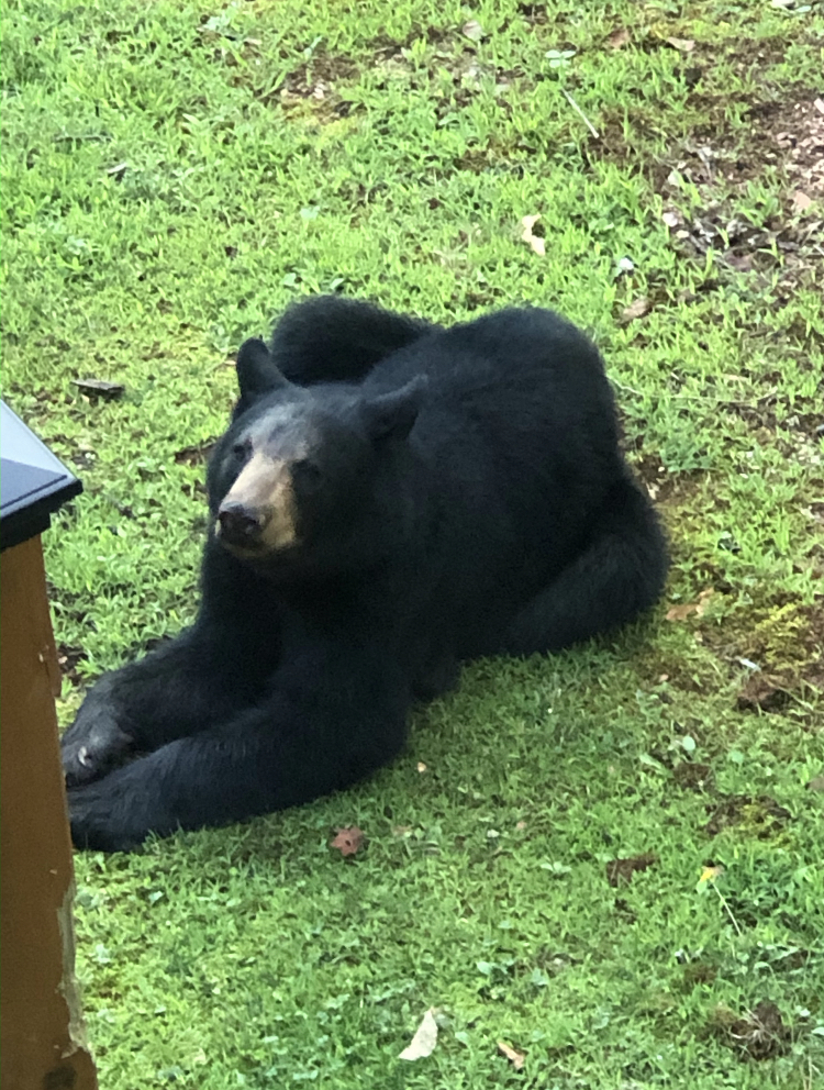 Black Bear Smoky Mountains National Park