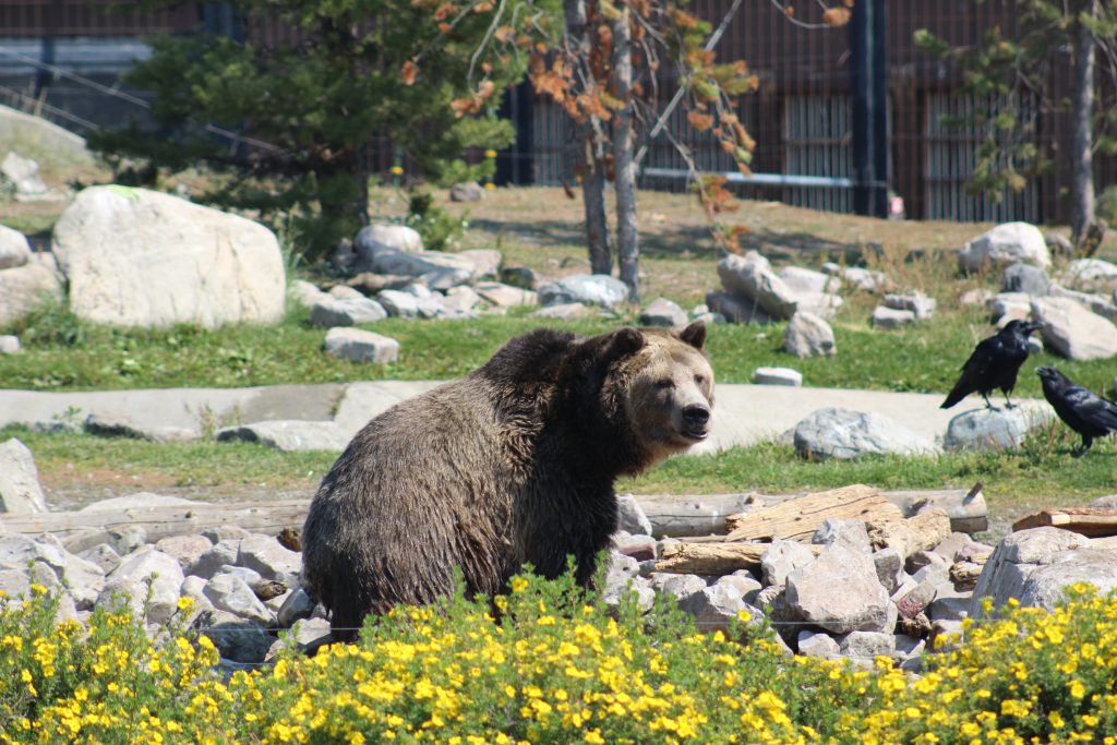 Grizzly Bear at the Grizzly & Wolf Discovery Center, West Yellowstone