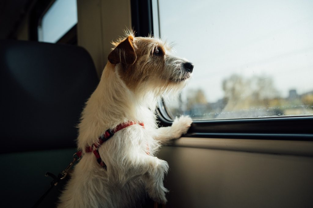 Dog looking out the window on a train.