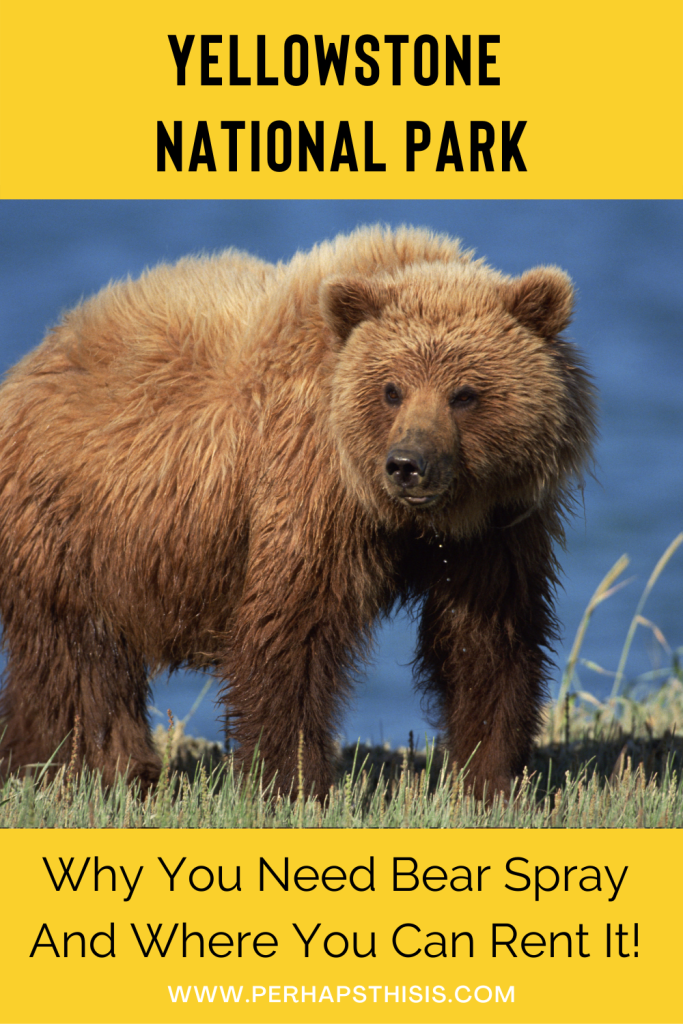 Do I need Bear Spray at Yellowstone National Park?  Bear spray rental location at Gardiner Entrance