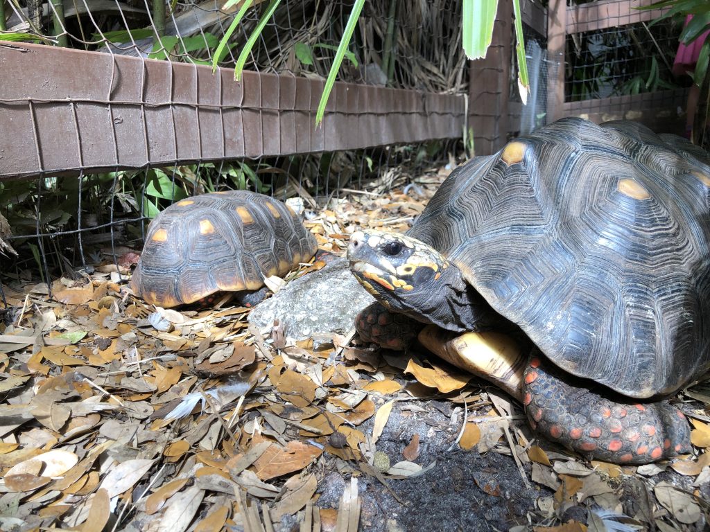Turtles at the Sarasota Jungle Gardens