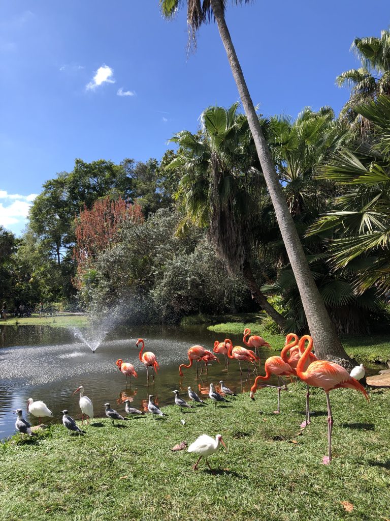Sarasota Jungle Gardens Flamingos - Things To Do In Sarasota For Kids