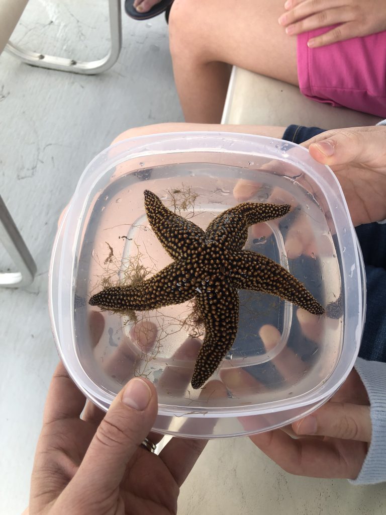 Star fish found in the Sarasota Bay on an Eco Tour with Sarasota Bay Explorers - Things To Do In Sarasota With Kids 