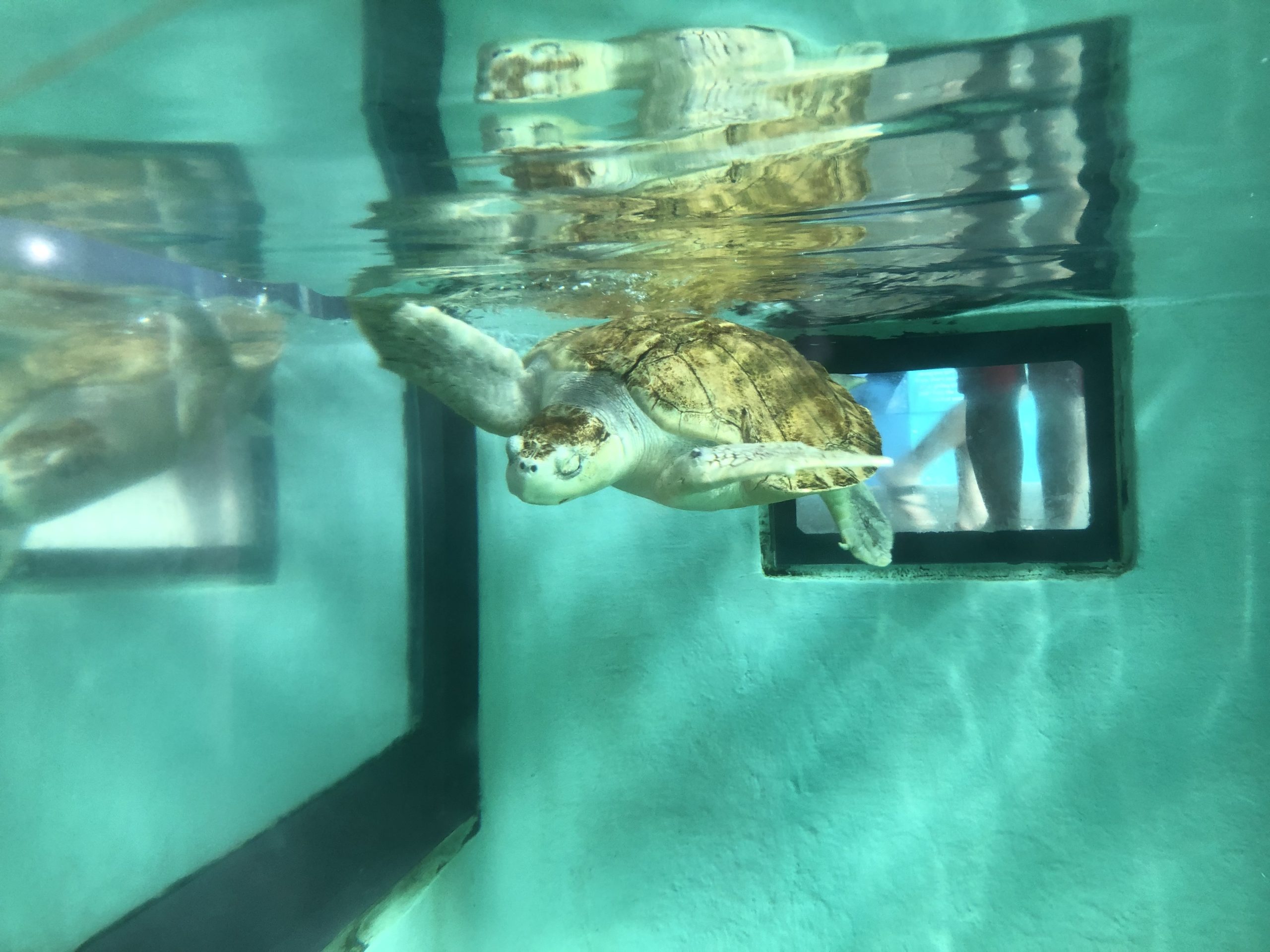 A sea turtle in rehabilitation at the Mote Marine Laboratory & Aquarium - Things To Do In Sarasota With Kids