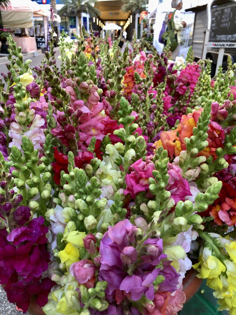 Snapdragons at the Sarasota Farmers Market 