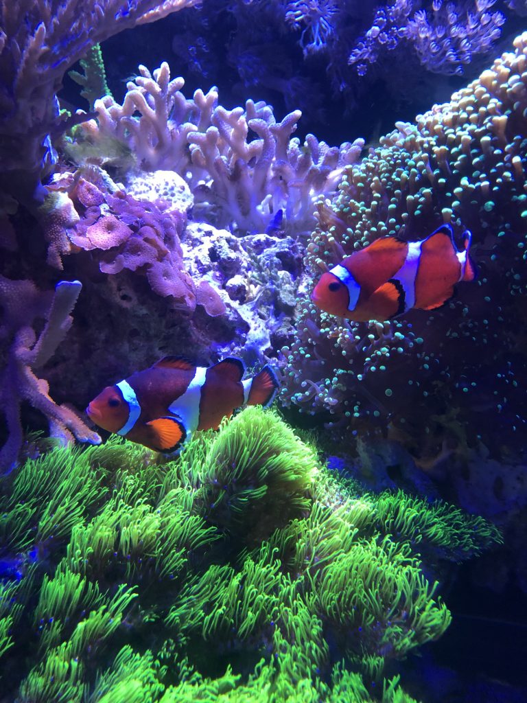 Clownfish in a coral reef exhibit at the Mote Marine Laboratory & Aquarium - Things To Do In Sarasota With Kids