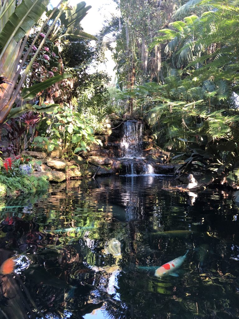 Tropical Waterfall and Koi Pond at Marie Selby Botanical Gardens 