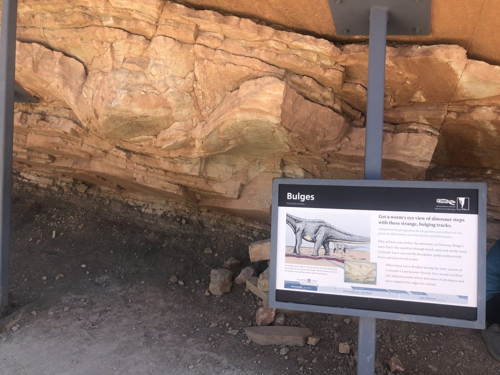 Dinosaur footprints, known at the Bulges - Dinosaur Ridge, Morrison CO