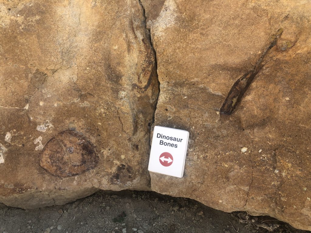 Dinosaur bones embedded in rock at Dinosaur Ridge Trail - Things To Do in Morrison Colorado
