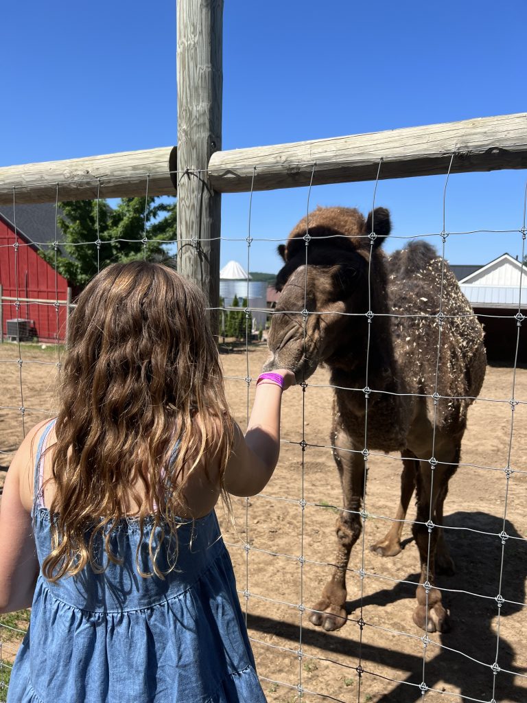 Feeding a camel at Lewis Adventure Farm & Zoo - New Era MI