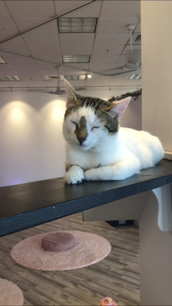 Gerard looks like he is doing some meditating or cat yoga at Cat Cafe Maui Hawaii. 