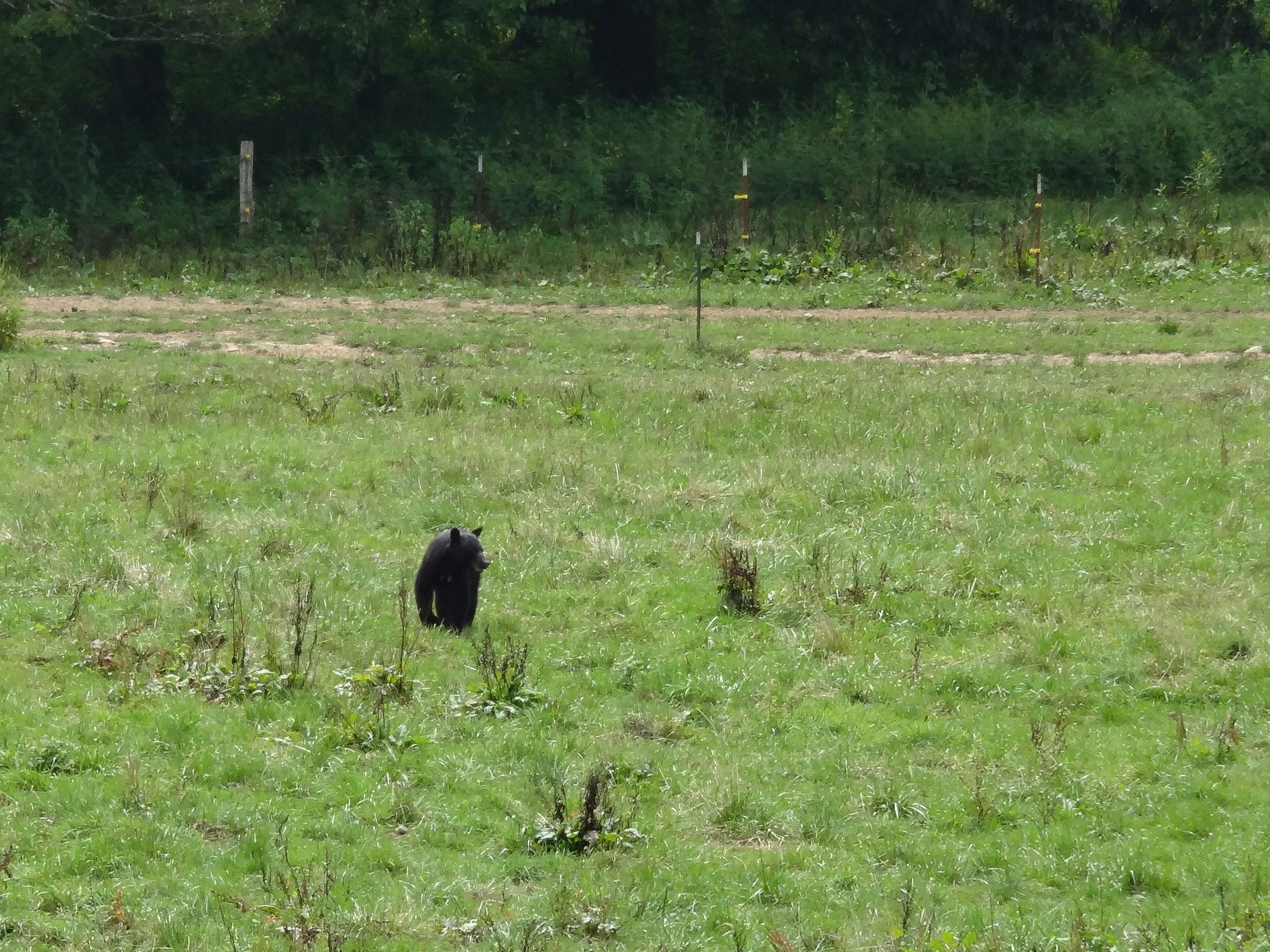 Black Bear In Cades Cove