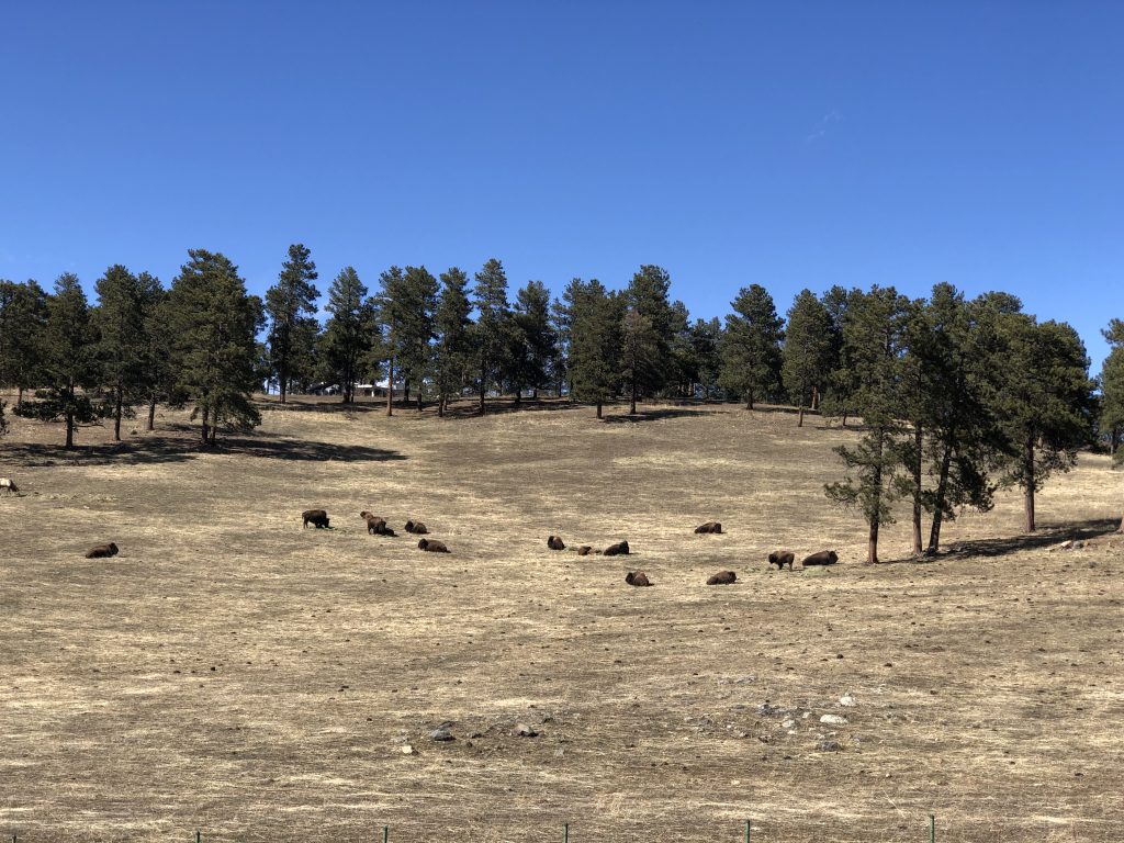 Bison Herd Overlook - Lariat Loop, CO