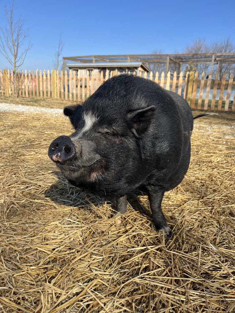 Pot bellied pig at Oinking Acres Pig Rescue