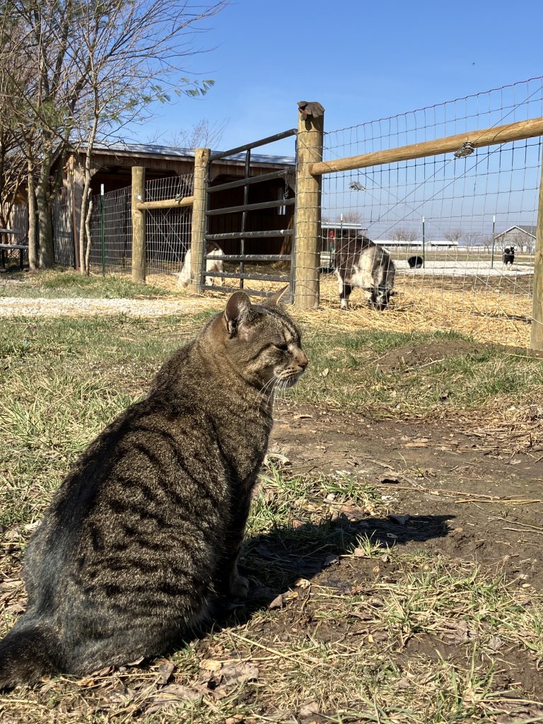 Oinking Acres Pig Sanctuary 