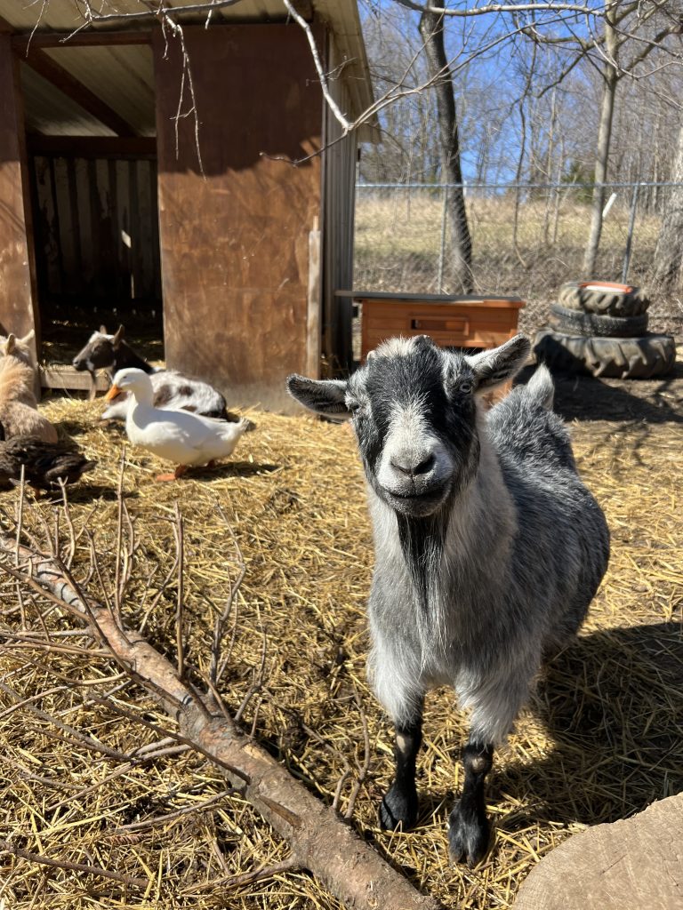 Friendly goat at Natural Valley Ranch 